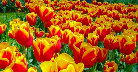 flowers in the field