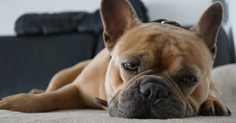 wp content/uploads///french bulldog _