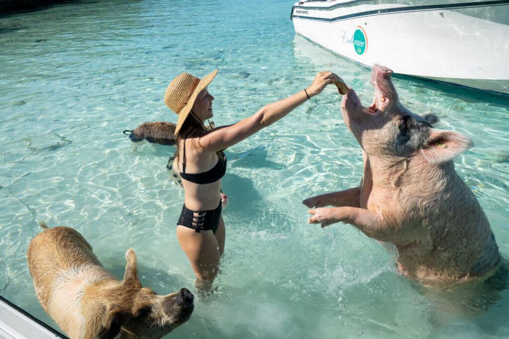 A trip to swim at Pig Beach