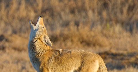 coyote howl