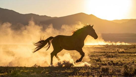 ///Wild_Horse_Sunset