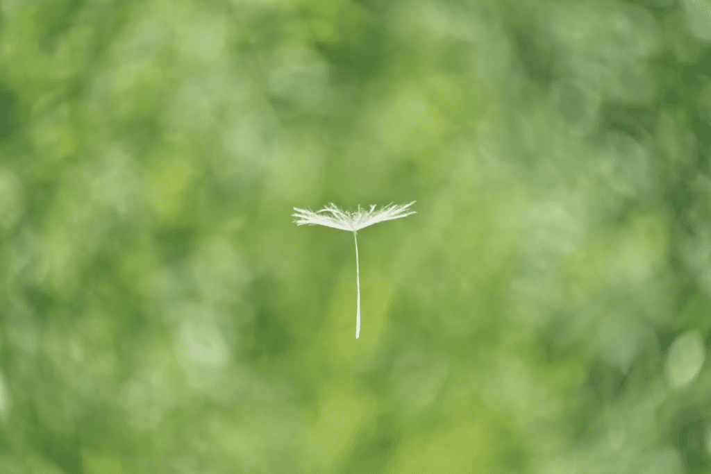 a single dandelion fluff floating on a green background