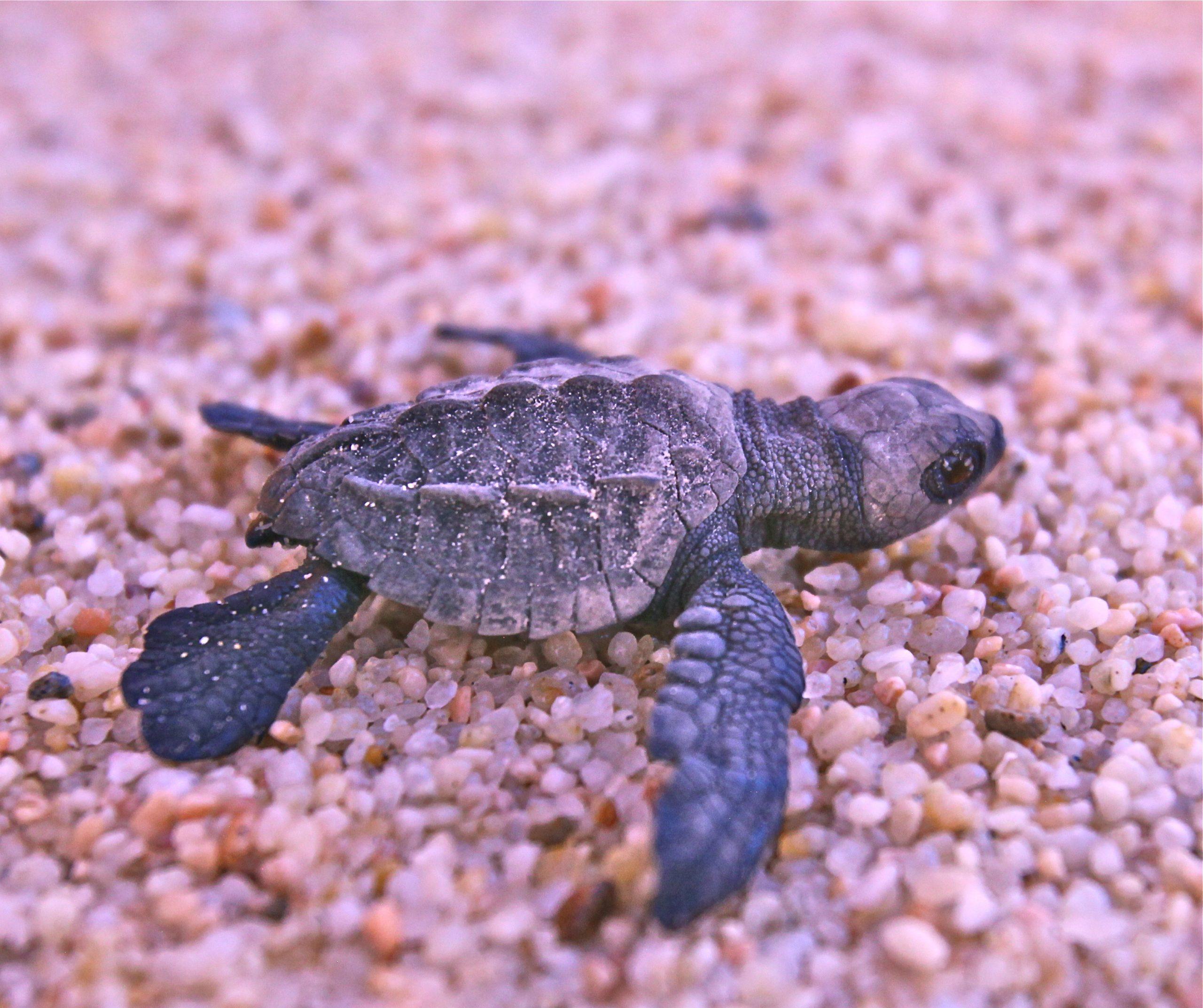 olive ridley baby sea turtle